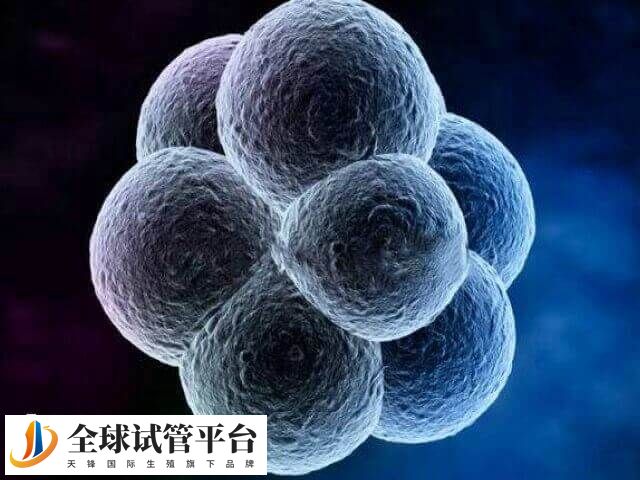 什么因素会影响囊胚质量