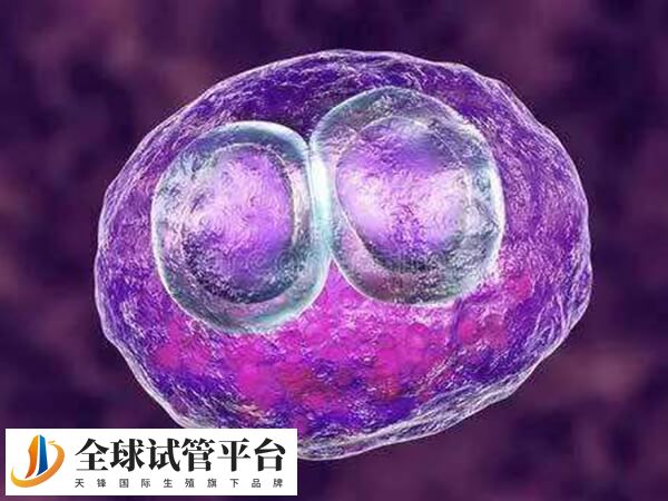 试管移植一般放几个胚胎
