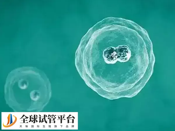 冻胚移植的适用人群有哪些