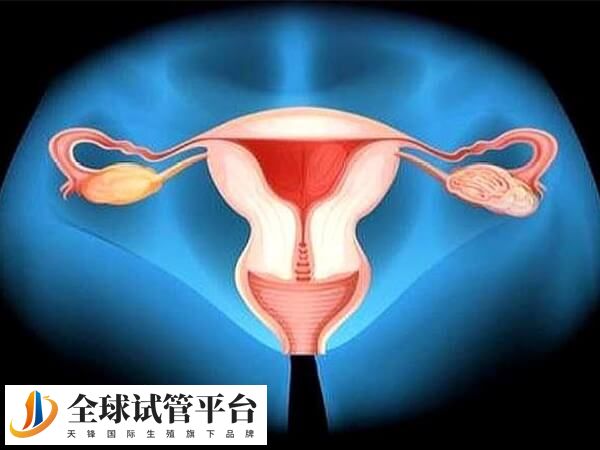 子宫腺肌症对试管有无影响