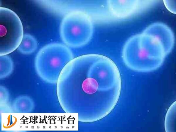 卵泡没排能不能移植冻胚