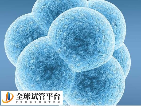 高龄做试管能不能养囊