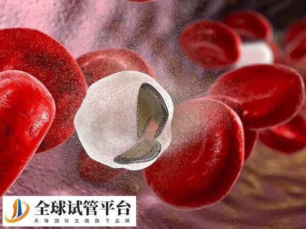 地中海贫血怎么治疗