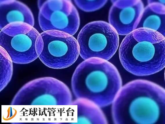 坚持移植了染色体异常囊胚会怎样