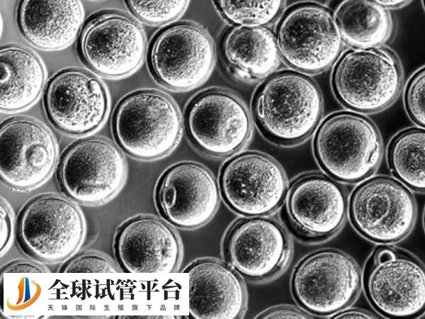 拮抗剂方案什么时候加拮抗剂