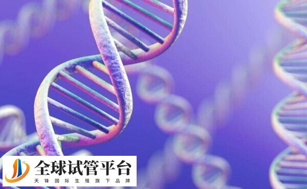 试管移植3cc囊胚成功率高不高