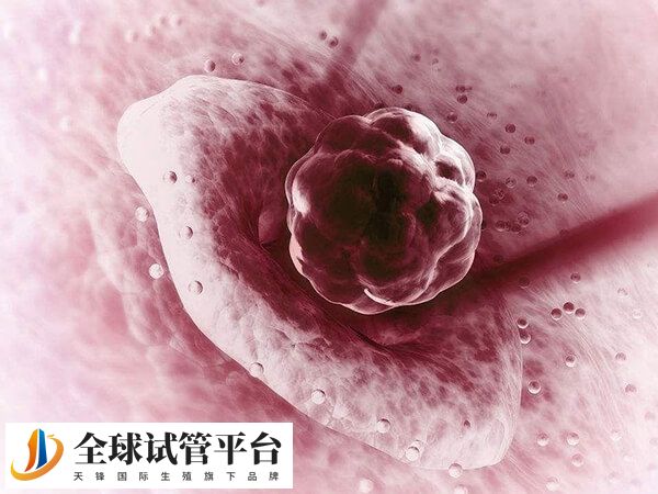 二期囊胚属于什么档次