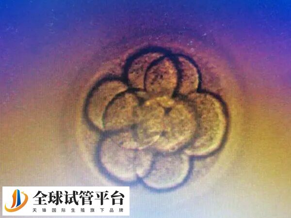 囊胚二期到三期要多久