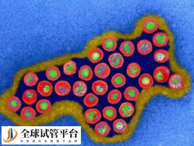 肾母细胞瘤做试管会不会安全一点