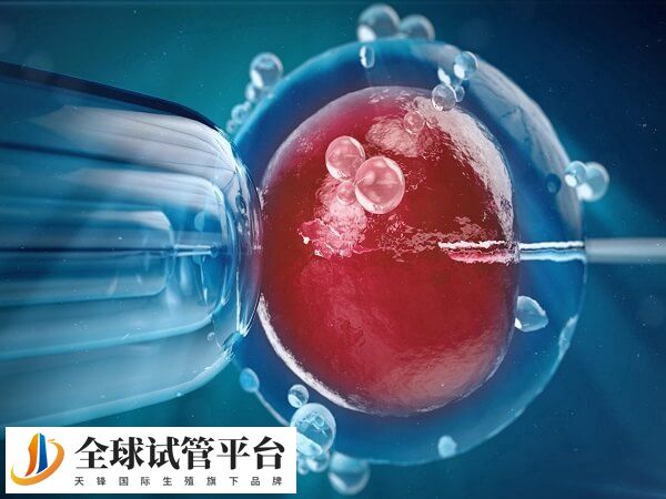 肾积水试管移植两个囊胚有没有影响