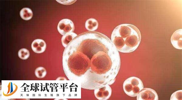 第五天的4bc囊胚移植成功率怎么样？有成功案例吗？
