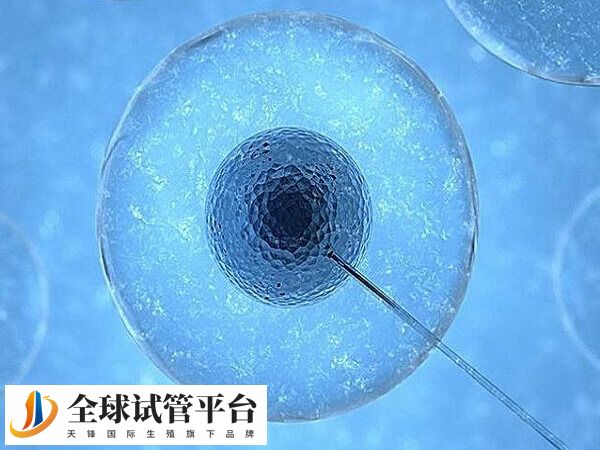 拮抗剂方案促排取卵后第5天能移植鲜胚吗？