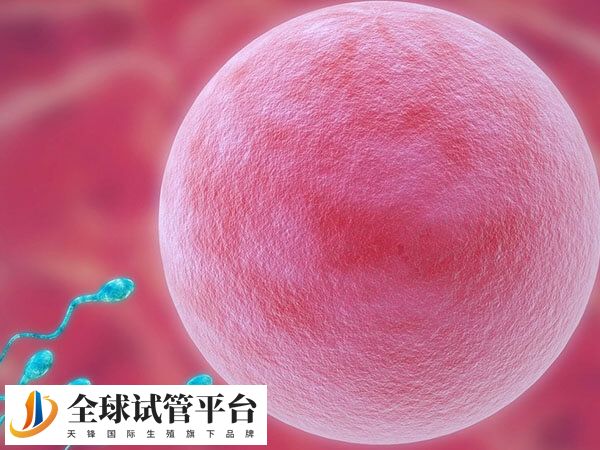 50岁供卵试管婴儿移植成功率有多少