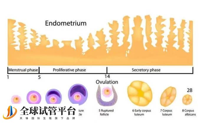 人工周期中内膜转化几天可以移植胚胎呢？