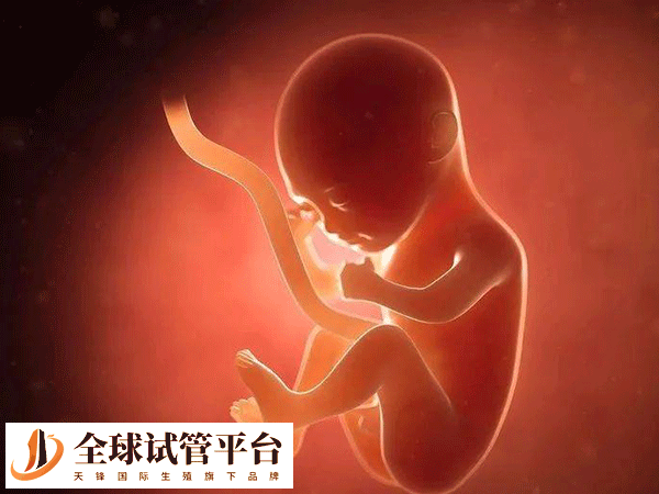 取卵后几天看胚胎结果