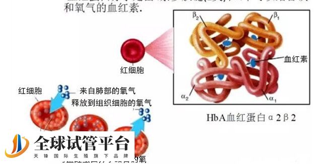 地中海贫血症